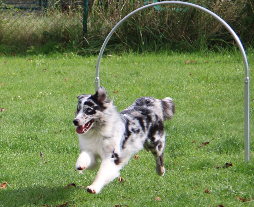 Hoopers Image